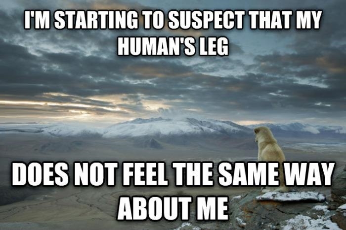 Contemplative Dog