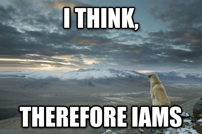 Contemplative Dog