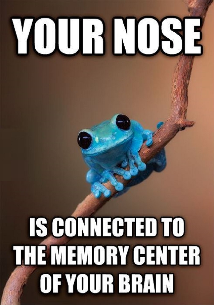 Small fact frog