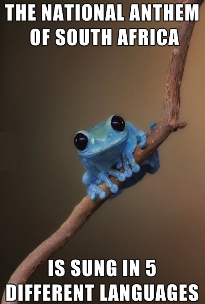 Small fact frog