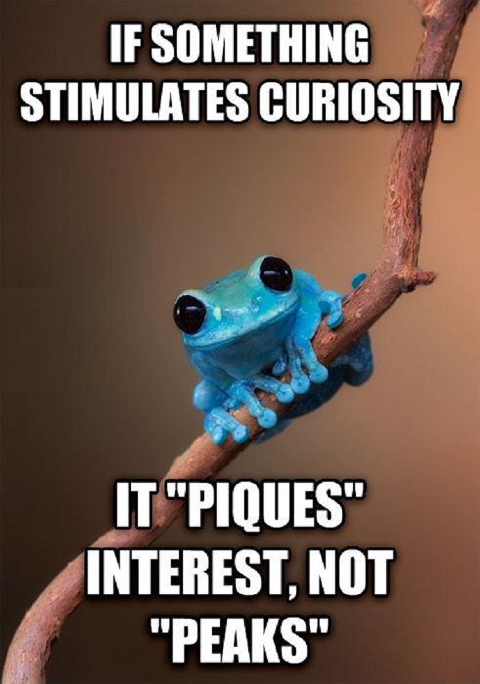 Small fact frog