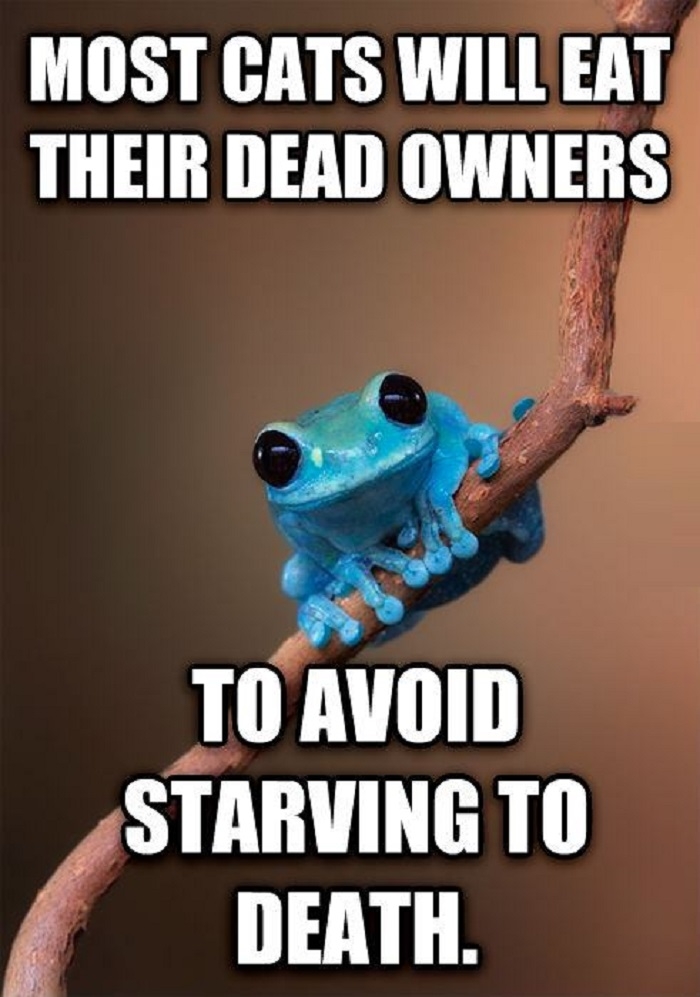 Small fact frog