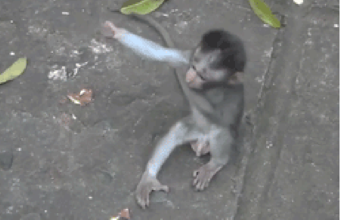 Monkey-hug!