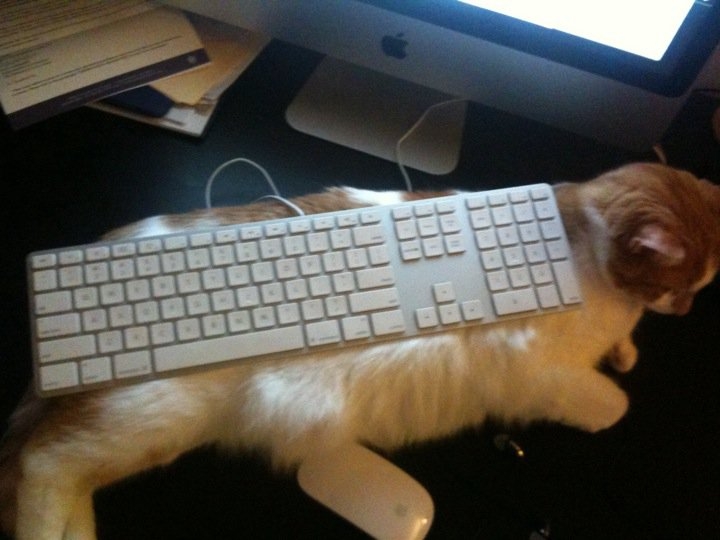 Keyboard Cat