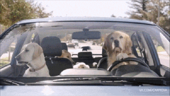 Bad dog!