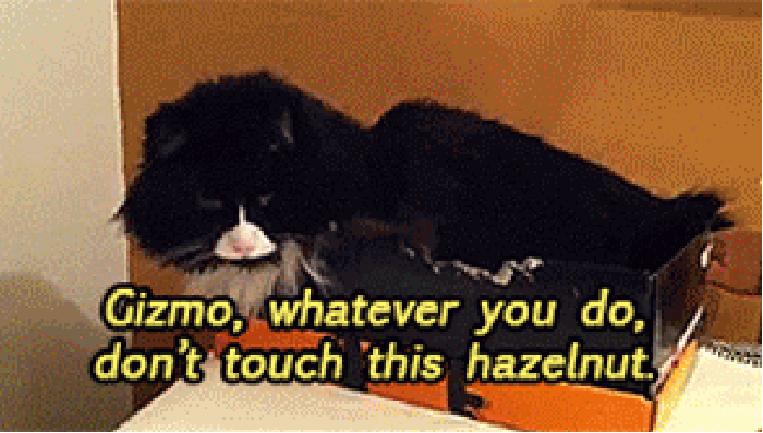 Don't touch the hazelnut