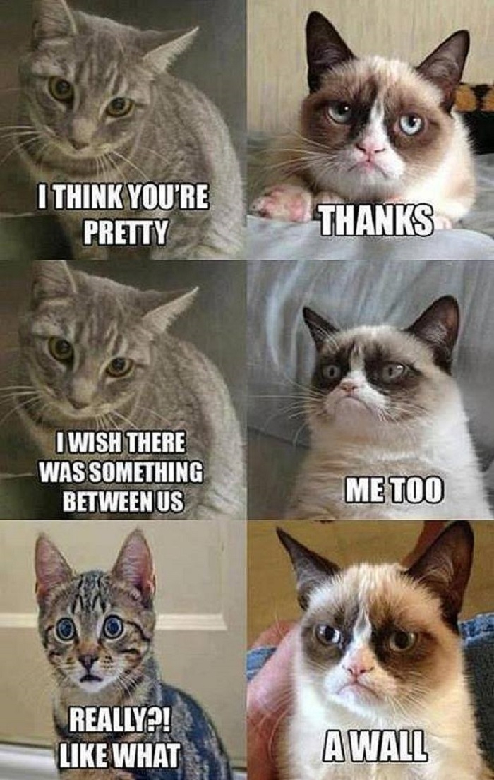 Grumpy cat at it again