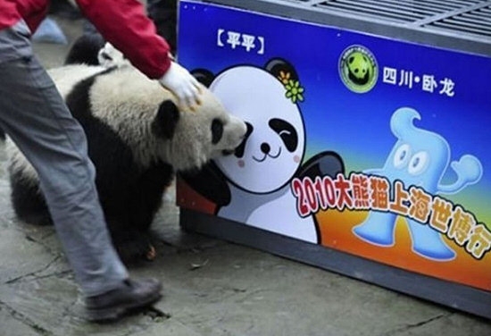 Panda Recognizes Cartoon