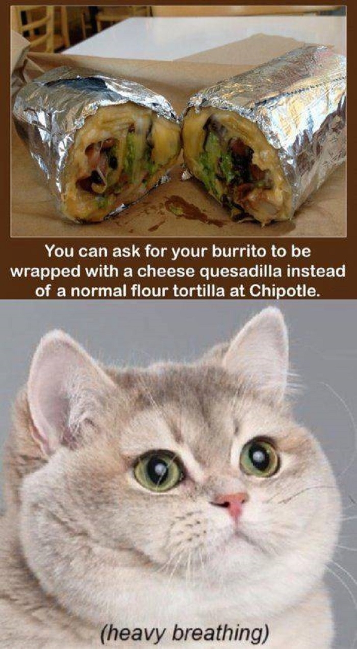 Chipotle Cat
