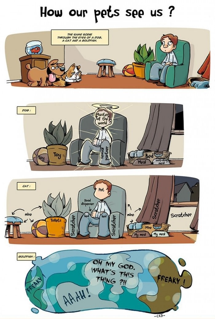 How our pets see us
