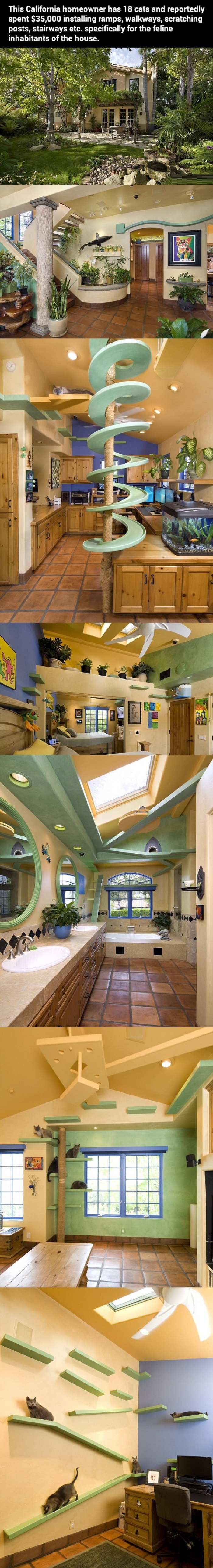 Cat paradise