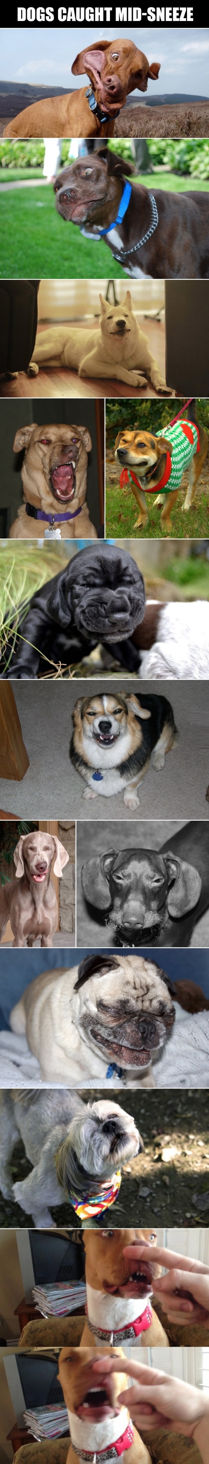 Dogs caught mid-sneeze