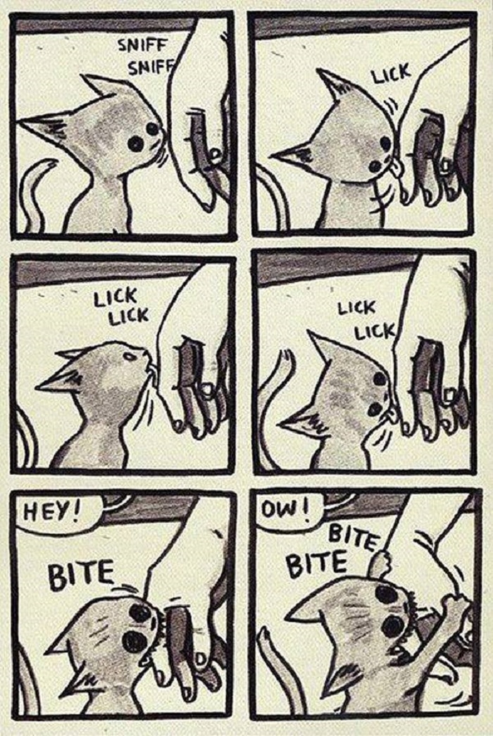 Life with cats