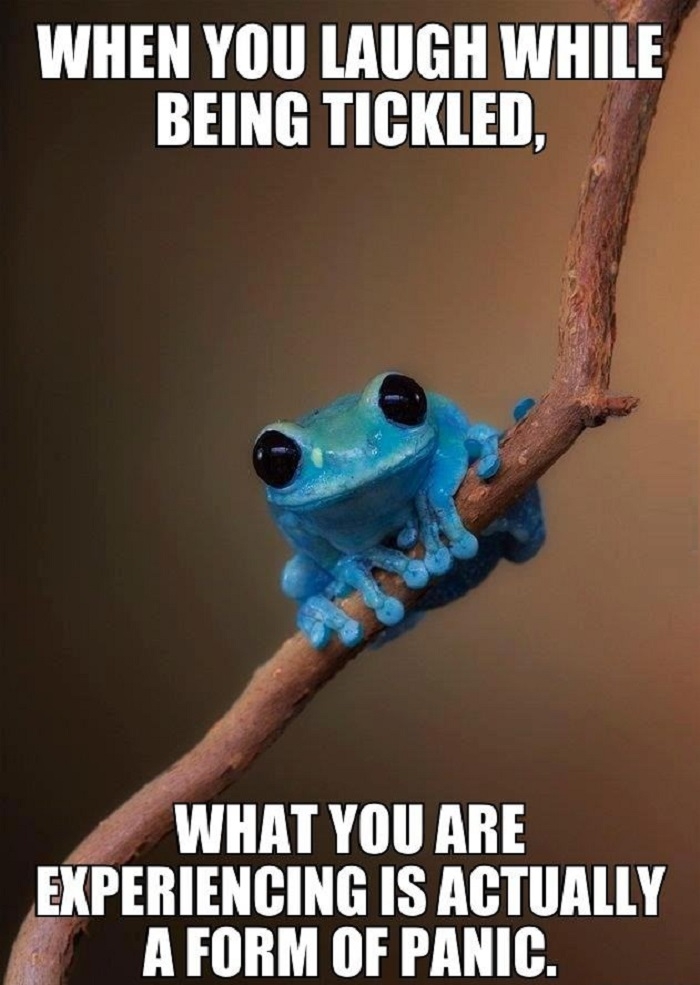 Small Fact Frog