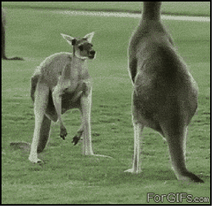 Kangaroo and balls