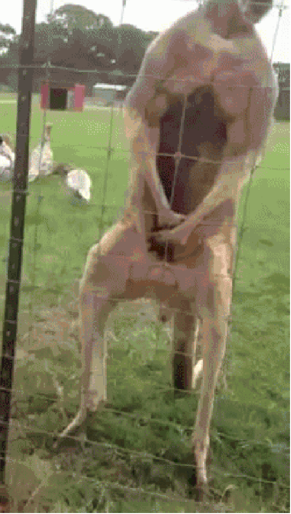 Kangaroo jacked