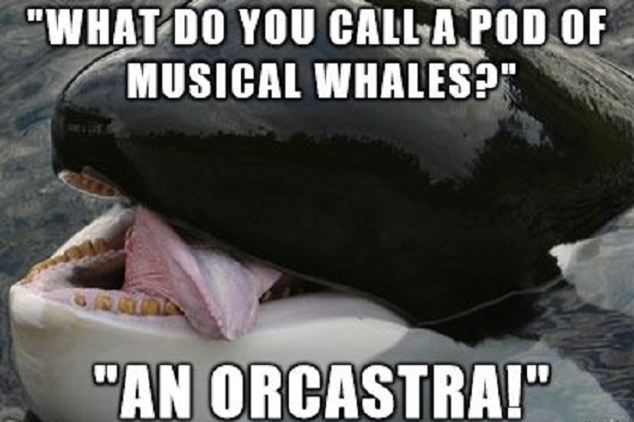 Musical whales