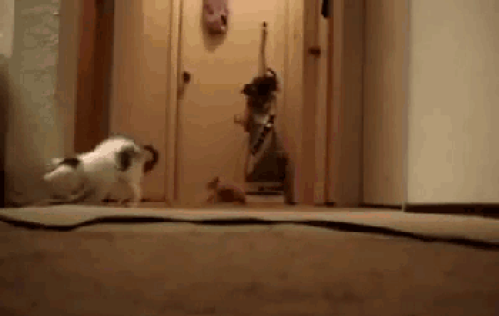 Kittens turn on vacuum