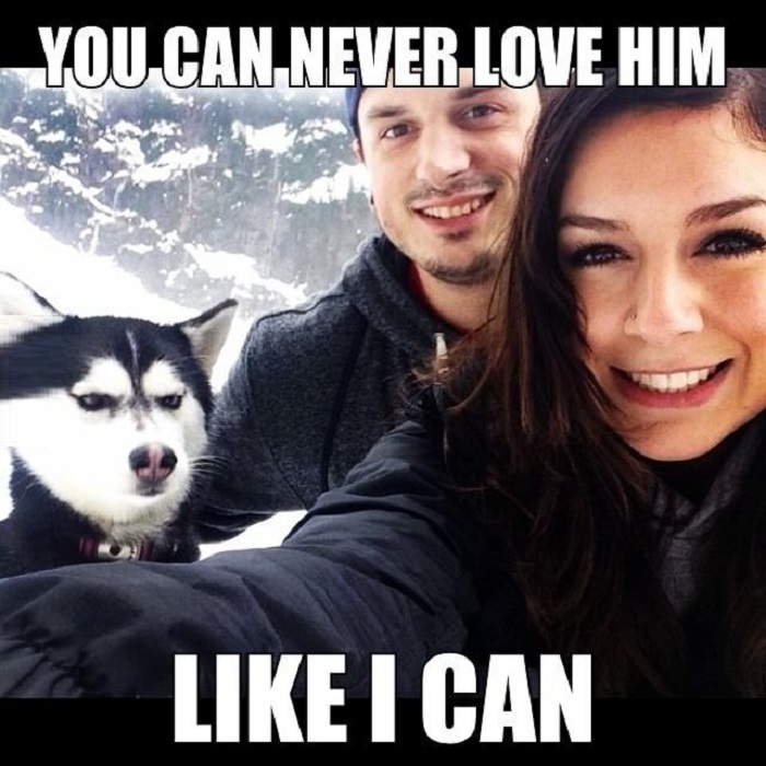 Pi**ed off huskey