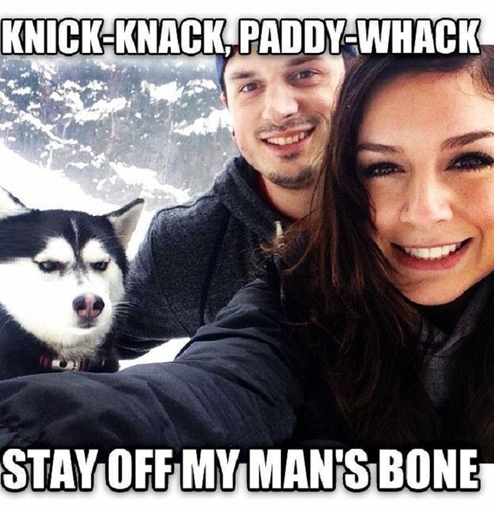 Jealous Husky disapproves