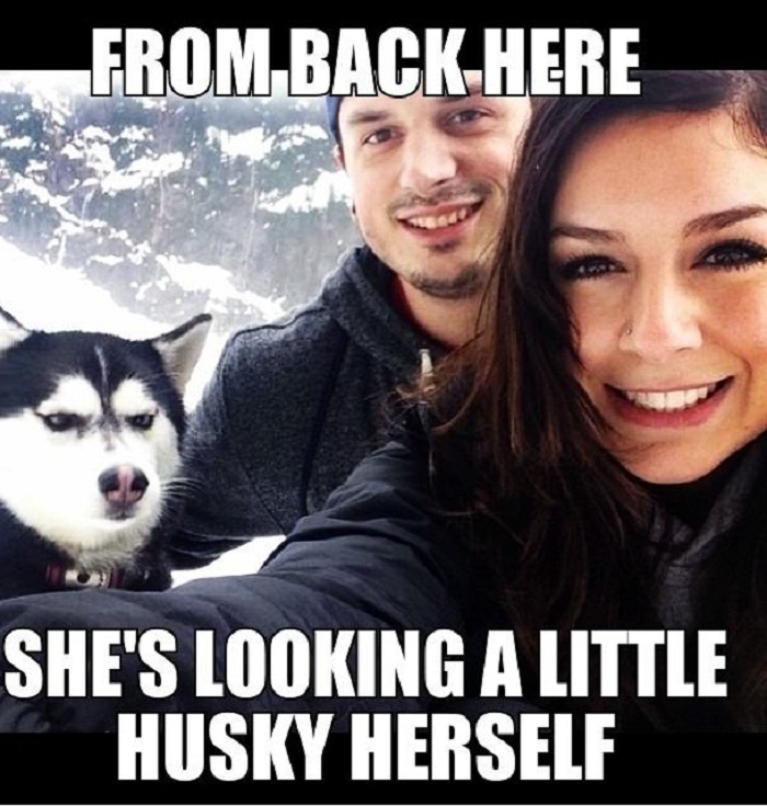 Jealous Husky
