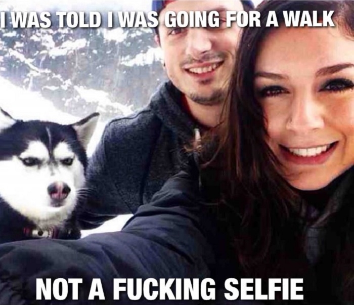 Pi**ed off husky