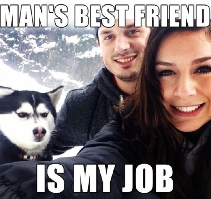 Jealous Husky