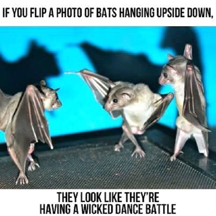 Batman, drop that tune