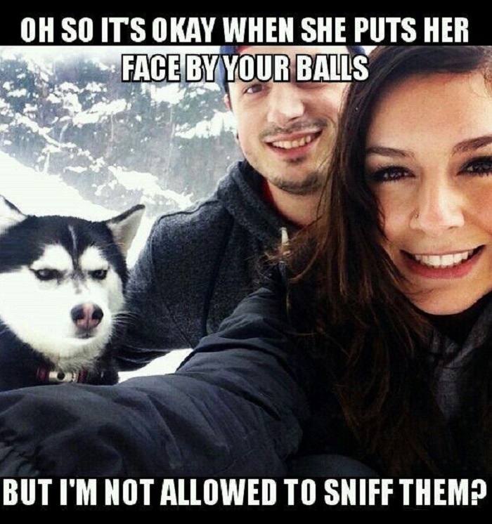 Jealous Husky