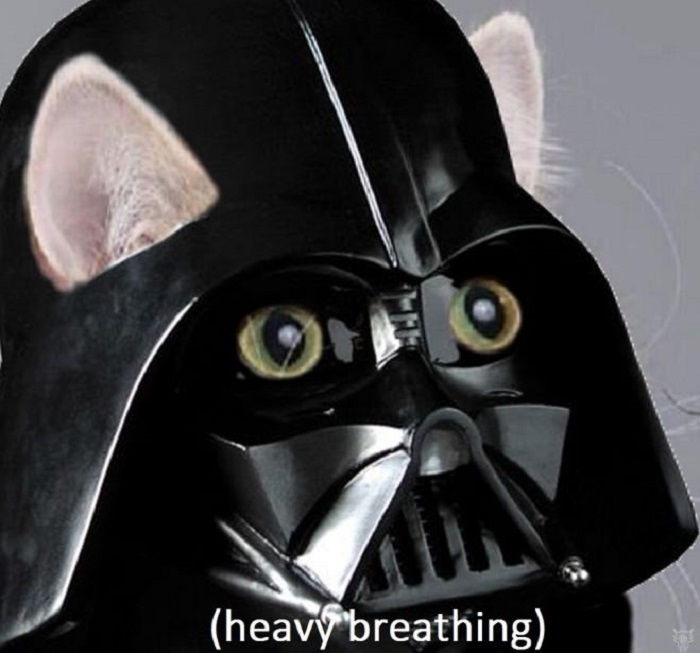 Heavy breathing cat
