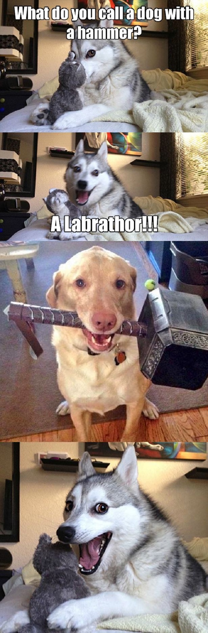 A dog with a hammer