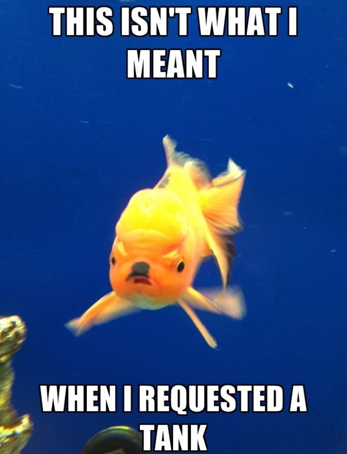 Angry Hitler Goldfish