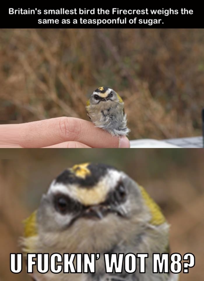 Britain's smallest bird