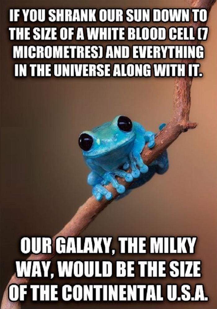 Small fact frog