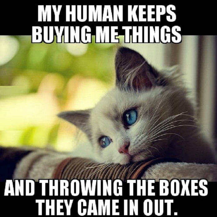 1st world kitty problems