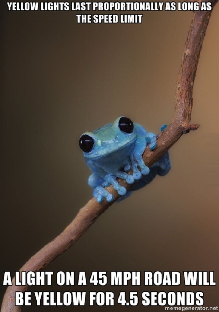 Small fact frog