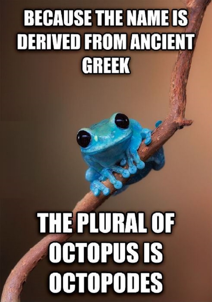 Small fact frog