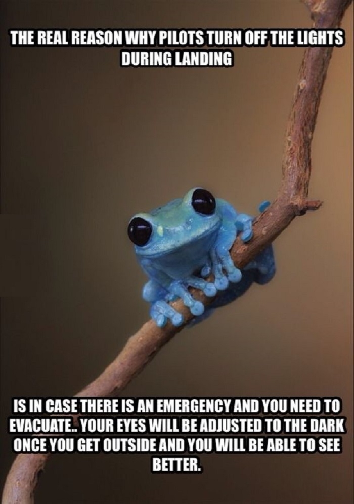 Small fact frog