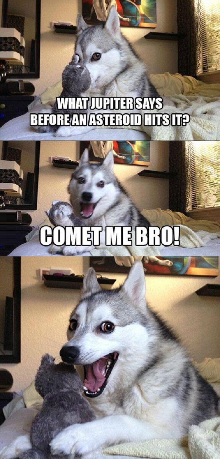 Pun dog