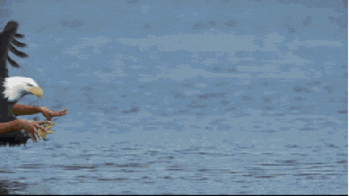 Birds with arms