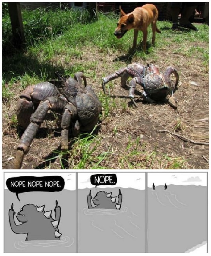 Just some coconut crabs