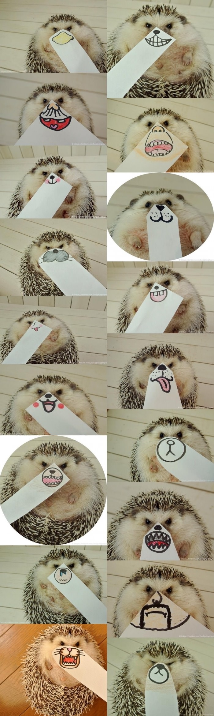 Hedgehog faces
