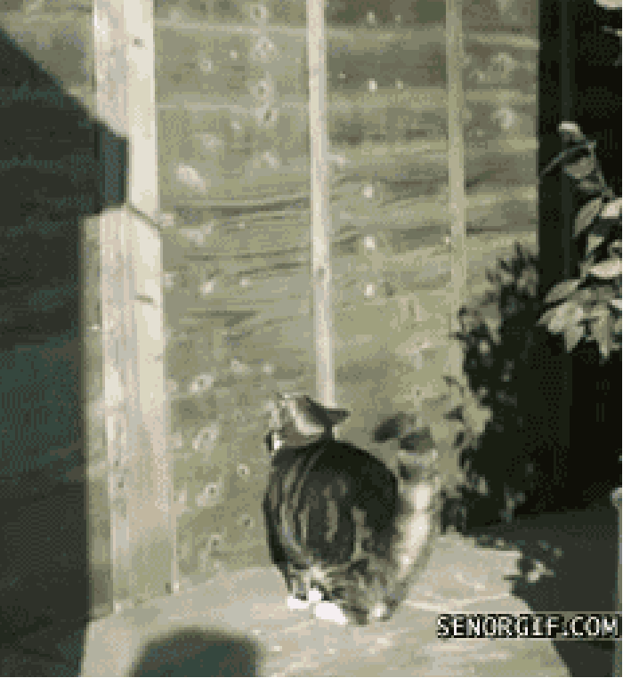 Cat climb