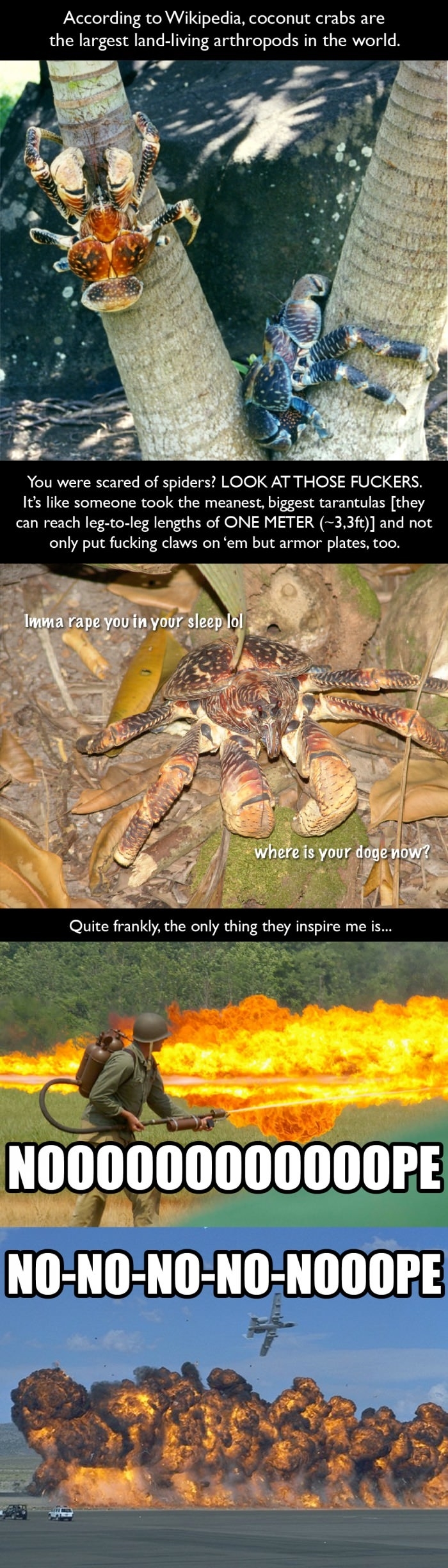 Coconut crab