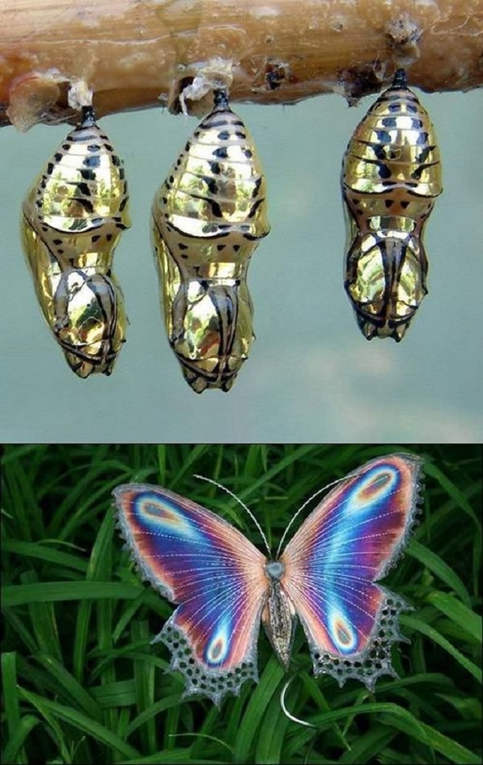 Cocoon and butterfly