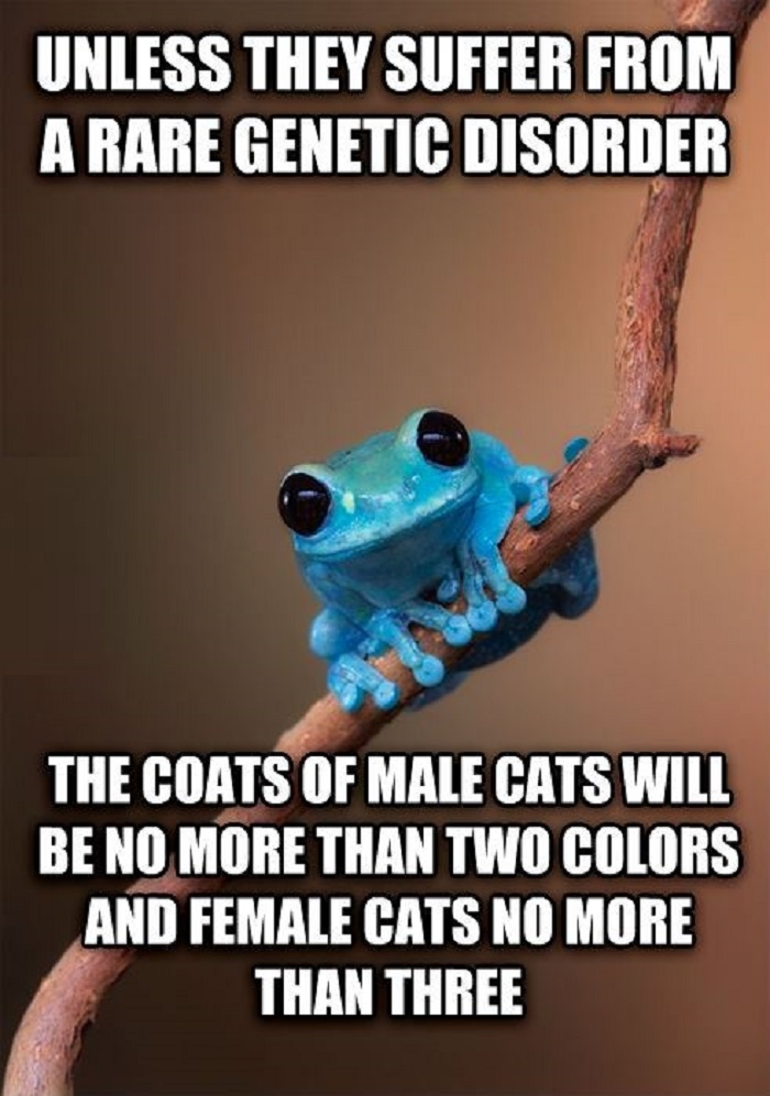 Small fact about cats