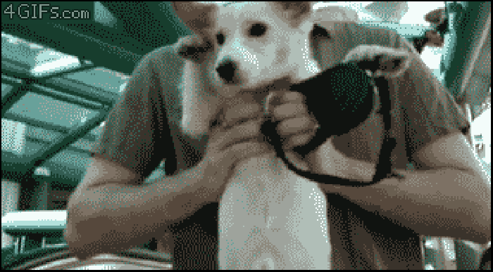 Dog on escalator