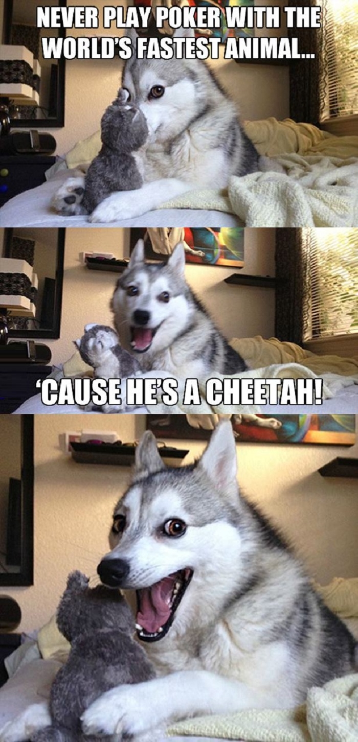Cheetah!