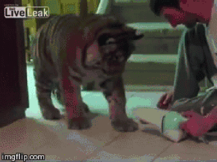 Kitty size doesn't matter