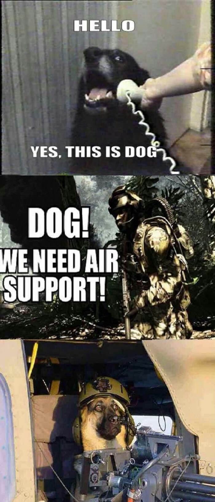 Dog, we need help!